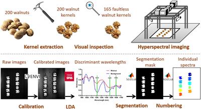 Assessment of Total Fat and Fatty Acids in Walnuts Using Near-Infrared Hyperspectral Imaging